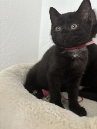 Bkh Kitten suchen liebevolles Zuhause