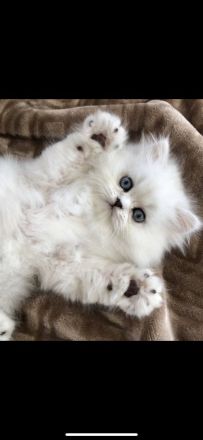 Traumhaftschöne Langhaar Kitten