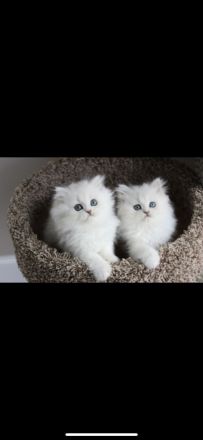 Traumhaftschöne Langhaar Kitten