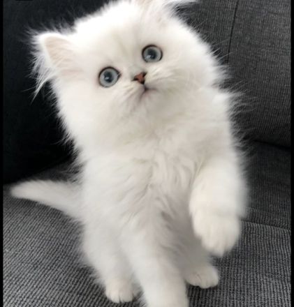 Traumhaftschöne Langhaar Kitten