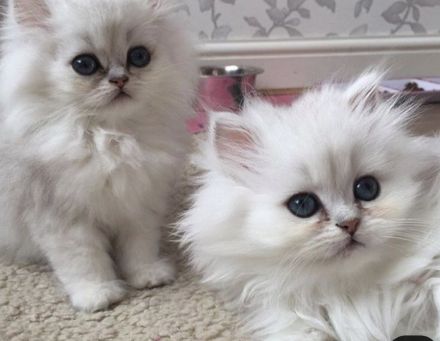 Traumhaftschöne Langhaar Kitten