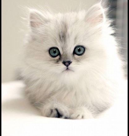 Traumhaftschöne Langhaar Kitten