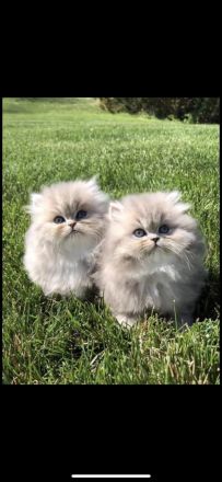 Traumhaftschöne Langhaar Kitten