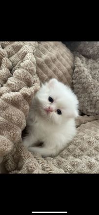 Traumhaftschöne Langhaar Kitten