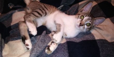 Sphynx Katers Jungtiere Donsphynx ab sofort