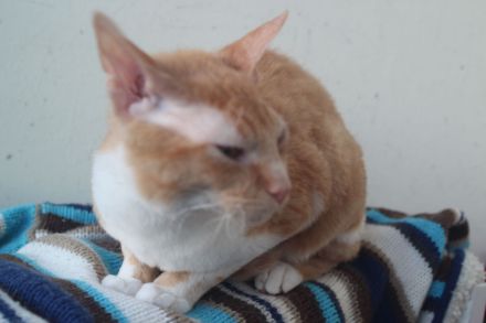 Sphynx Katers Jungtiere Donsphynx ab sofort