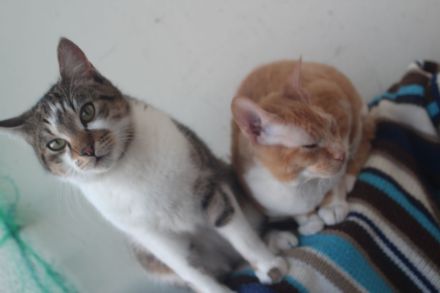 Sphynx Katers Jungtiere Donsphynx ab sofort