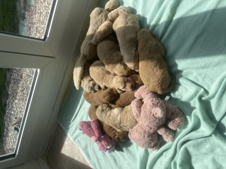 Zauberhafte Medium F1b Labradoodle