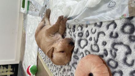 Zauberhafte Medium F1b Labradoodle