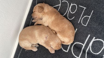 Zauberhafte Medium F1b Labradoodle