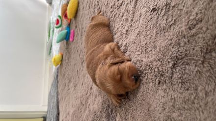 Zauberhafte Medium F1b Labradoodle