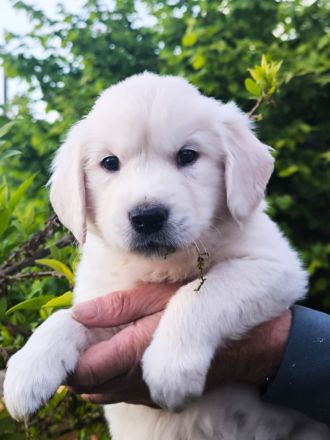 Golden Retriever Welpen in liebevolle Hände abzugeben