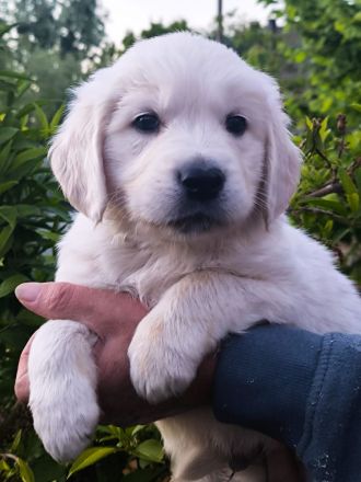 Golden Retriever Welpen in liebevolle Hände abzugeben