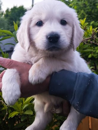Golden Retriever Welpen in liebevolle Hände abzugeben