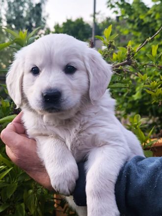 Golden Retriever Welpen in liebevolle Hände abzugeben