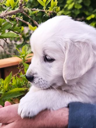 Golden Retriever Welpen in liebevolle Hände abzugeben