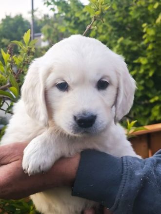 Golden Retriever Welpen in liebevolle Hände abzugeben