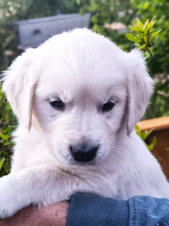 Golden Retriever Welpen in liebevolle Hände abzugeben