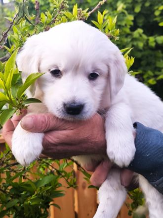 Golden Retriever Welpen in liebevolle Hände abzugeben