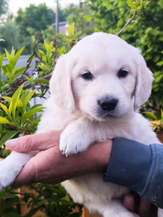 Golden Retriever Welpen in liebevolle Hände abzugeben
