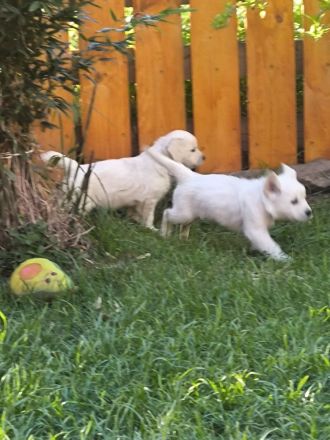 Golden Retriever Welpen in liebevolle Hände abzugeben