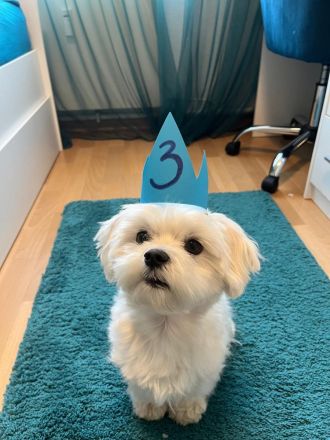 Reinrassiger Malteser als Deckrüde - kein Verkauf