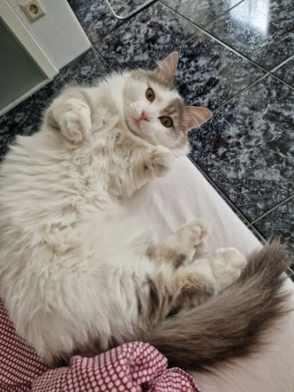 Reinrassiger Munchkin Kater super süß 1 Jahr jung Katze/Kitten