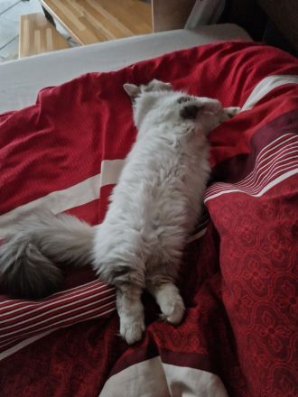 Reinrassiger Munchkin Kater super süß 1 Jahr jung Katze/Kitten