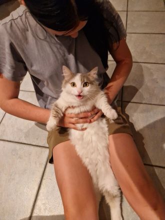 Reinrassiger Munchkin Kater super süß 1 Jahr jung Katze/Kitten