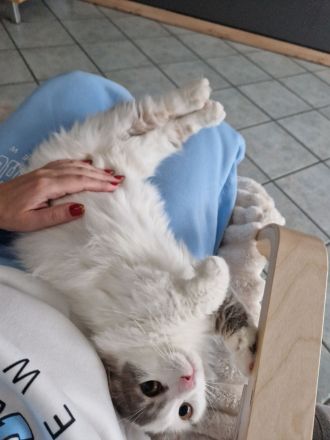 Reinrassiger Munchkin Kater super süß 1 Jahr jung Katze/Kitten