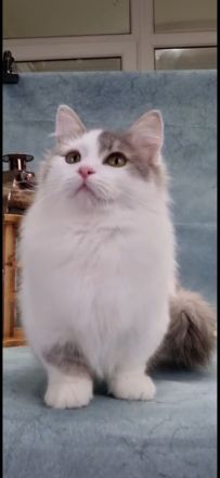 Reinrassiger Munchkin Kater super süß 1 Jahr jung Katze/Kitten