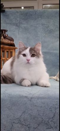 Reinrassiger Munchkin Kater super süß 1 Jahr jung Katze/Kitten