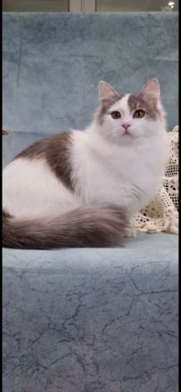 Reinrassiger Munchkin Kater super süß 1 Jahr jung Katze/Kitten