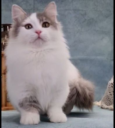 Reinrassiger Munchkin Kater super süß 1 Jahr jung Katze/Kitten