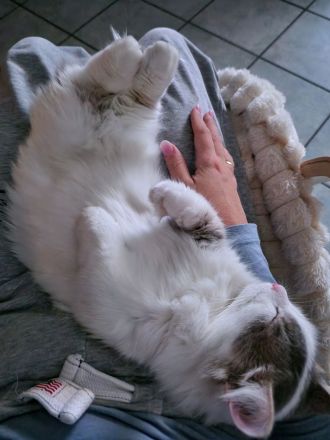 Reinrassiger Munchkin Kater super süß 1 Jahr jung Katze/Kitten