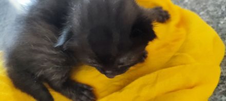 Kitten auf Verhandlungsbasis ab Juli abzugeben