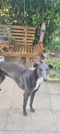 2 Windhunde in gute Hände abzugeben