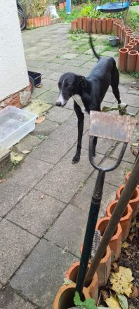 2 Windhunde in gute Hände abzugeben