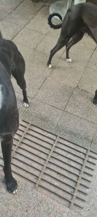 2 Windhunde in gute Hände abzugeben