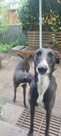 2 Windhunde in gute Hände abzugeben