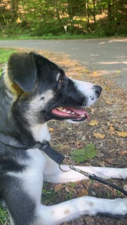 Ria sucht ein neues Zuhause