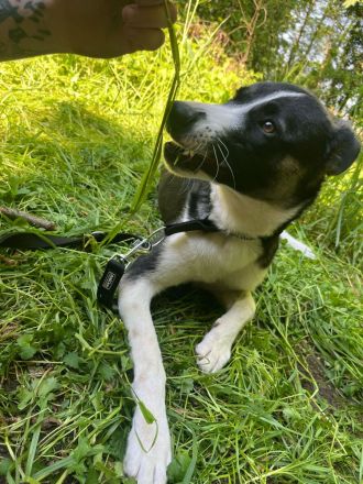 Ria sucht ein neues Zuhause