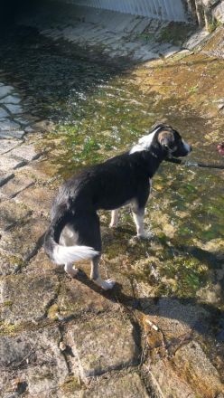 Ria sucht ein neues Zuhause