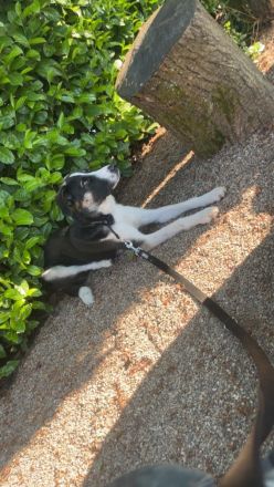 Ria sucht ein neues Zuhause