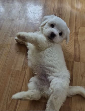 Malteser bichon welpen