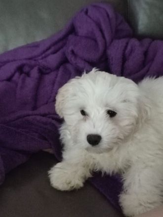 Malteser bichon welpen