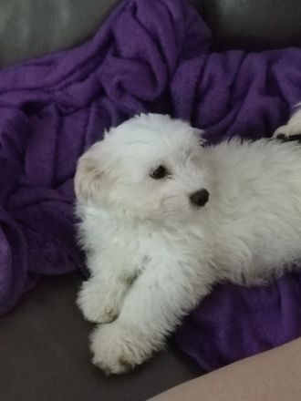 Malteser bichon welpen