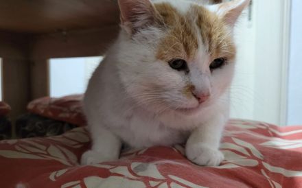 Tjure wünscht sich ein glückliches Katzenleben!