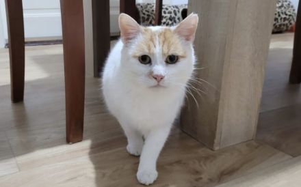 Tjure wünscht sich ein glückliches Katzenleben!