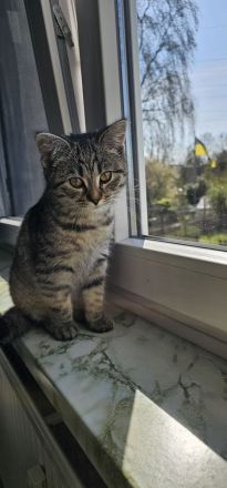 Bkh (5monate) weiblich